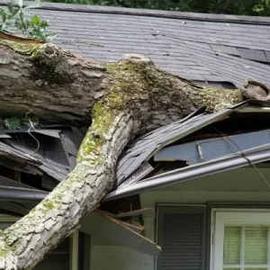 tree fallen on roof creating damage after hurricane